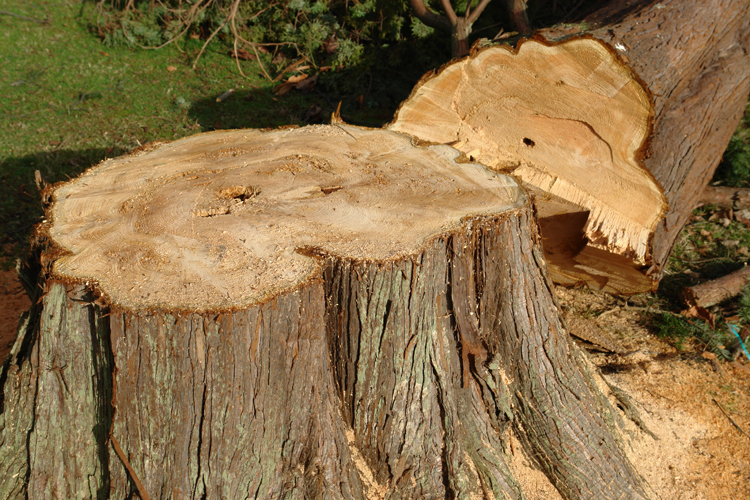 Wood Grinding and Wood Chipping in St. Louis